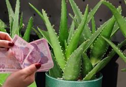 Odanın köşesine yerleştiren yaşadı! Yapraklarıyla faturayı düşürüyor, bakımı kolay