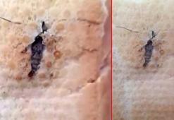 Şırnak'ta mide bulandıran olay! Ekmeğin içinden böcek çıktı