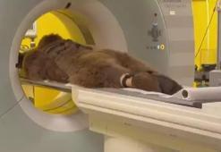 MR çekilen 300 kiloluk ayı Okan'ın sağlık durumu belli oldu! İsminin nasıl verildiği açıklandı