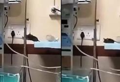 Hindistan'da dehşete düşüren görüntü! Yenidoğan ünitesini fareler bastı; ölen bebekler var