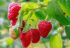 Bahçelerde ahududu bereketi! Bu ay eken mahsulü katlıyor, köklenip coşacak