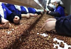 Trabzon'da 8 aylık fındık ihracatı 455 milyon doları aştı