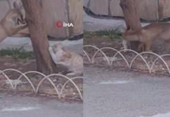 Bilecik'te tilki ve kedinin oyunu görenleri gülümsetti