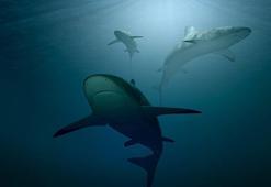 Avustralya'da köpek balığı dehşeti! 1 kişinin ölümü sonrası iki plaj kapatıldı