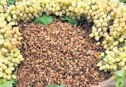 Kuru üzümde iklim tarihe geçti