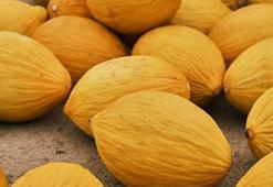 Tatlı ve sulu kavun seçmenin püf noktası! Kabuğundan anlaşılıyor