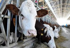 Bakan Yumaklı duyurdu: 44 ilde hayvan pazarları aktif hale geldi