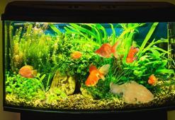 Akvaryumunuz bulanıksa çözüm belli! Probiyotikle cam gibi oluyor, filtreye bakın