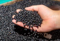 Yedikçe yağ yaktıran süper besin! Asyalıların fitlik sırrıymış, kilo vermek için daha iyisi yok