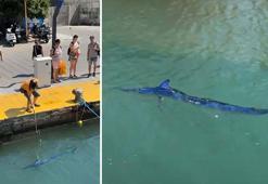 Dünya genelinde nesli tükenmek üzere! Zıpkınla vurdu, büyük tepki aldı! O anlar kamerada