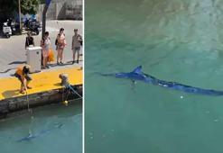 Dünya genelinde nesli tükenmek üzere! Zıpkınla vurdu, büyük tepki aldı! O anlar kamerada