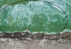 İstanbul’un suyunda gariplik! Terkos Gölü’nde köpük ve yeşil tabaka görüldü