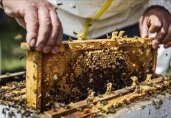 Doğu Karadeniz'den 11 ülkeye bal ihraç edildi