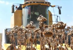 Türkiye'nin en büyük tarım işletmesinde ayçiçeği hasadı yapılıyor