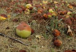 Çürük meyveler ağaçlarınızı öldürüyor! Bahçede bırakmayın, haşerelere davet