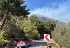Aydın'da zeytinlik alanda yangın! Havadan ve karadan müdahale