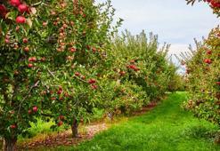 Eylül'de bir makas darbesi, baharda çiçek fırtınası! Şimdiden budayın, verimi artıyor