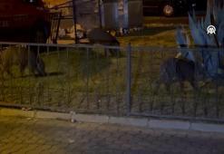 Marmaris'te yaban domuzları ilçe merkezinde görüntülendi