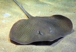 Suyun altında matematik var! Toplama ve çıkarmayı öğrenen balıklar