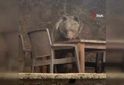 Kızılcahamam'da lokantaya giren ayı masaya oturup servis bekledi
