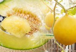 Mevsimi geçmeden yapın! Kış boyu kavun yemek için ip yeter: Sapından tutun