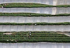 Bitkisel üretimde yeni destekleme detayları belli oldu