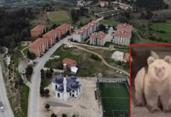 Yer: Bursa! Sitede ‘ayı’ alarmı: ‘Çocuklarınızın yalnız olmasına izin vermeyin’