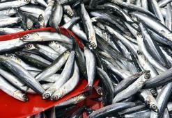 Hamsi ihracatından 8 ayda 9,9 milyon dolar kazanç