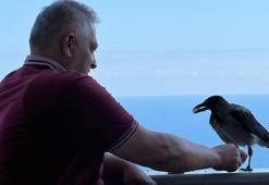 Ordu’da fındıkçıyla karganın sıra dışı dostluğu! 'Şakir evin üçüncü oğlu oldu'