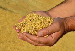 Güneydoğu Anadolu'da hububat sektörü 2,3 milyar dolarlık ihracat gerçekleştirdi