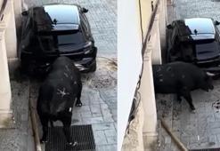 İspanya’da kızgın boğa dehşeti! Park halindeki aracı paramparça etti