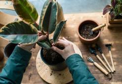 Bitki yetiştirmenin altın kuralı meğer buymuş! Evi ormana çeviriyor, ipucu küçük saksıda gizli