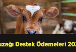 Buzağı Destek Ödemeleri 2025: 1. dönem buzağı yardımı ödemeleri ne zaman?
