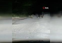 Seyir halindeki otomobilin önüne ayı çıktı