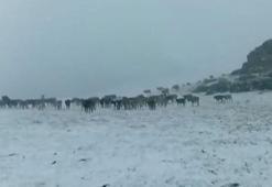 Erzurum’da yüksek kesimlere kar yağdı