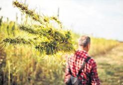 Kenevire ekimden hasada sıkı denetim