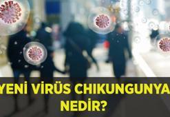 ÇİN'DE VİRÜS BÜYÜYOR! Chikungunya Virüsü nedir? Chikungunya Virüsü nasıl bulaşır, belirtileri nelerdir ve nasıl tedavi edilir?