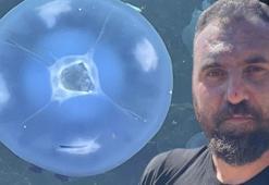 Marmara'da hortladı, kabusa dönüştü: Balıkçılık bitti artık