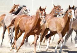 Malatya'da Arap taylarının satışından 210 milyon lira gelir sağlandı