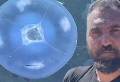 Marmara'da hortladı, kabusa dönüştü: Balıkçılık bitti artık