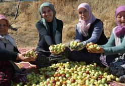 Kadınların hünnap mesaisi başladı