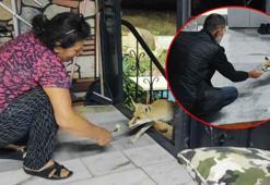 Ev kedisi gibi! 2 yıldır onlarla yaşıyor: ‘Kapı açık değilse pencereden giriyor’