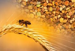 Arıcıların yıllarca çöpe attığı hazine! Kahvaltıda 1 kaşık yenirse 1 kilo ete eş değer