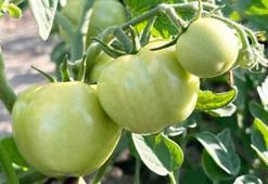 Yeşil domates kan kırmızı oluyor! Sapını ayırmayın, gazete kağıdı mucizeler yaratsın