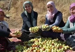 Kadınların hünnap mesaisi başladı