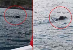 100 metre açıkta fark etti! Balık tutmaya çıktı, gözlerine inanamadı