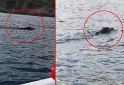 100 metre açıkta fark etti! Balık tutmaya çıktı, gözlerine inanamadı