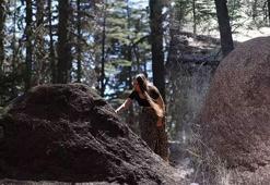 Asırlık sedir ağaçları kırmızı orman karıncalarının korumasında