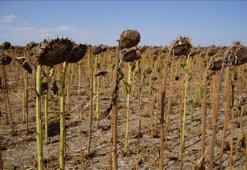 Kuraklık bu yıl da ayçiçeğinde verimi düşürdü