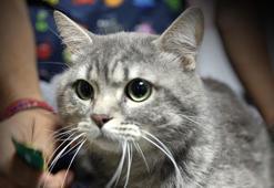 Dört ayak üstüne düşen şanslı kedi: Kendi başına gelmesi gerçekten çok ilginç